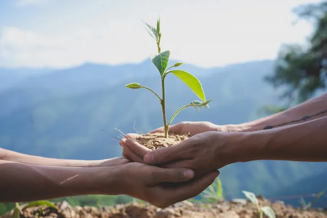 environmental conservation garden children